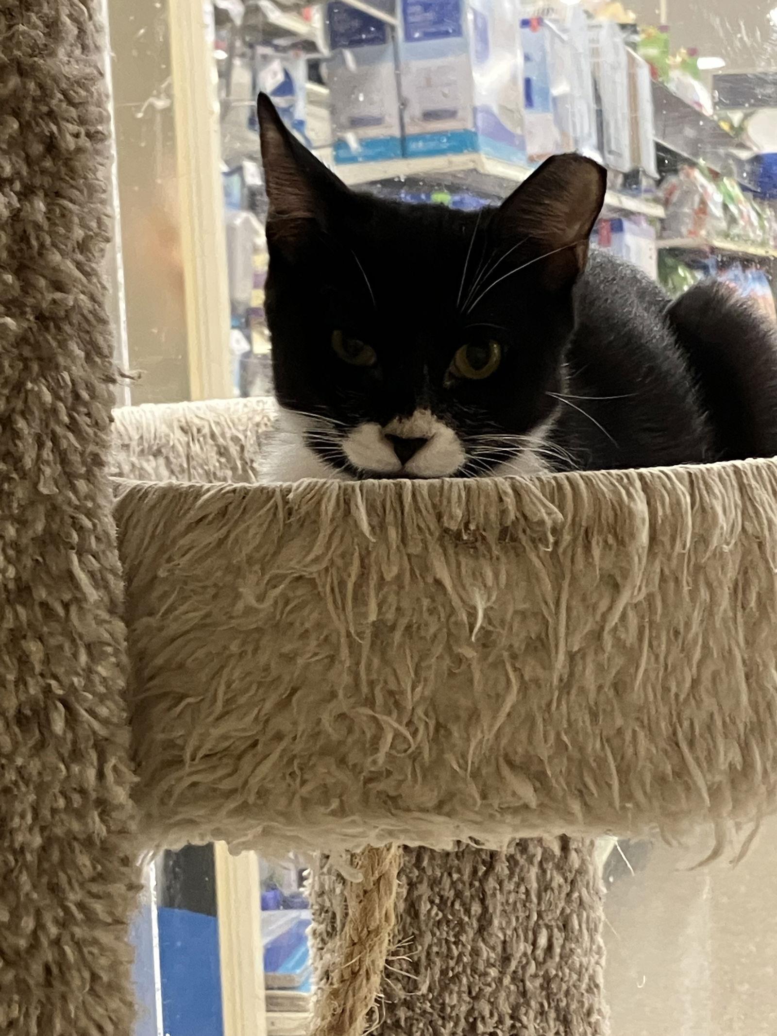 Enlarge Zara, a Adoptable Domestic Short Hair in West Palm Beach, FL image 2/3