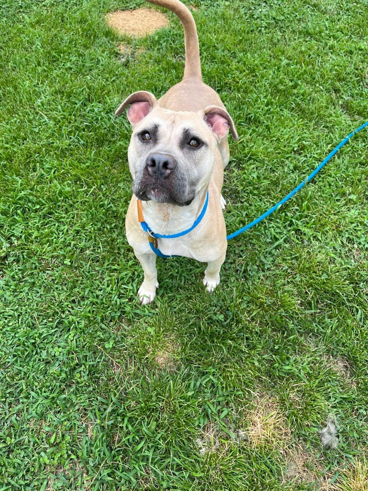 Enlarge Athena, a Adoptable mixed breed in Front Royal, VA image 2/3