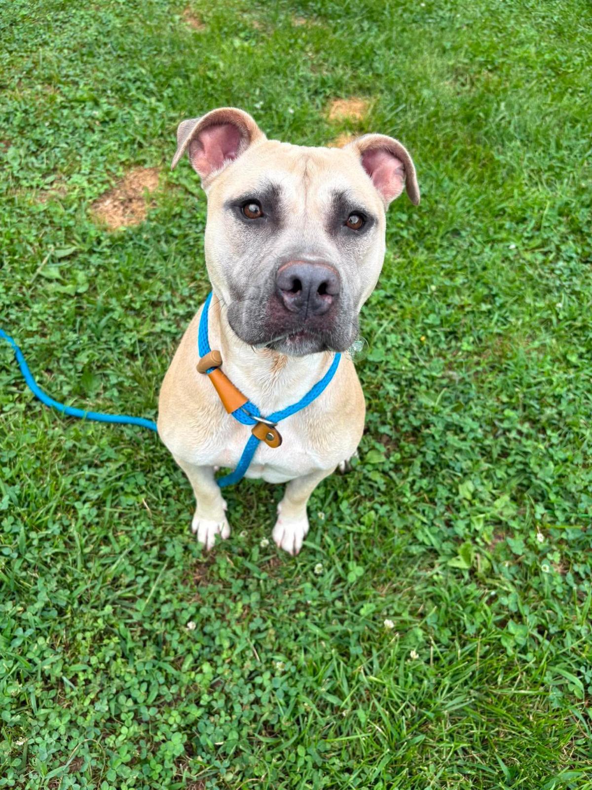 Enlarge Athena, a Adoptable mixed breed in Front Royal, VA image 3/3