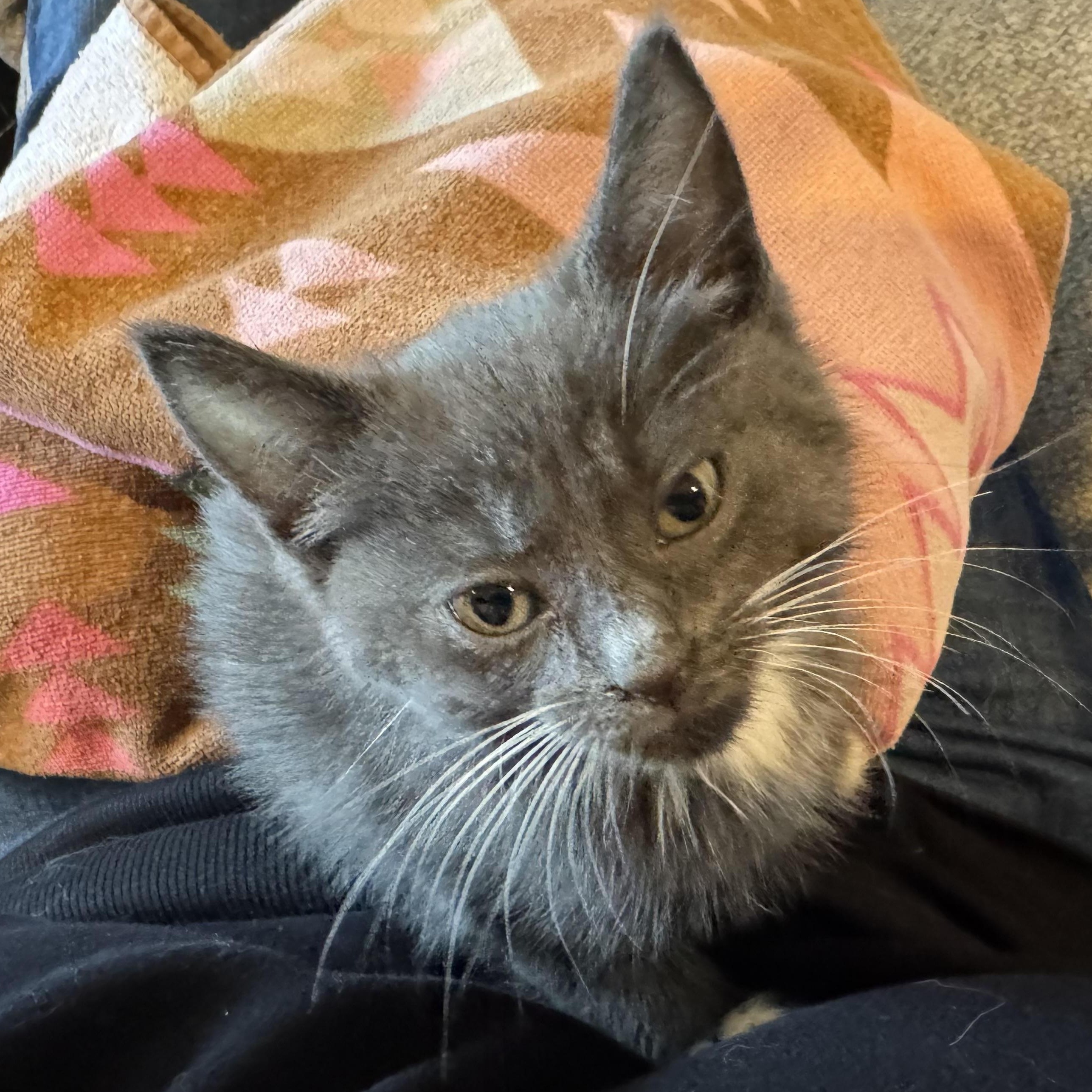 Slate, a Adoptable Domestic Short Hair in East Amherst, NY image 3/5