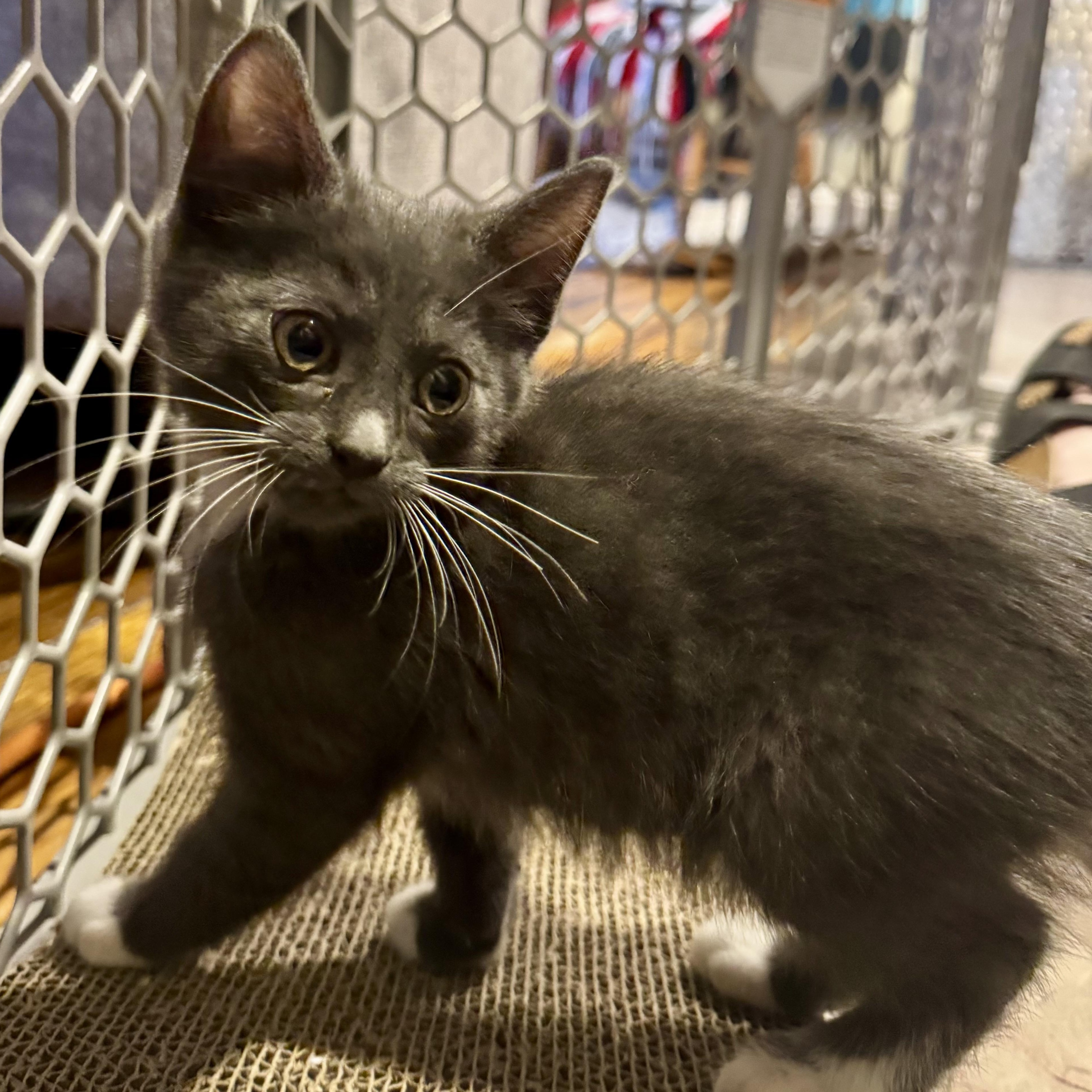 Slate, a Adoptable Domestic Short Hair in East Amherst, NY image 1/5