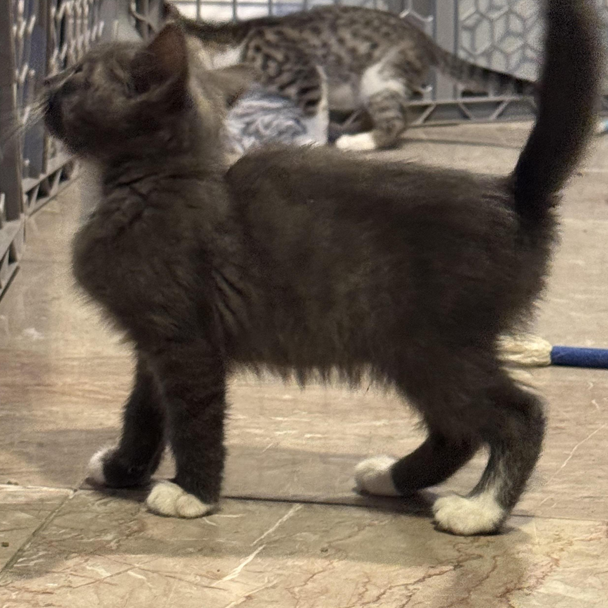 Slate, a Adoptable Domestic Short Hair in East Amherst, NY image 5/5