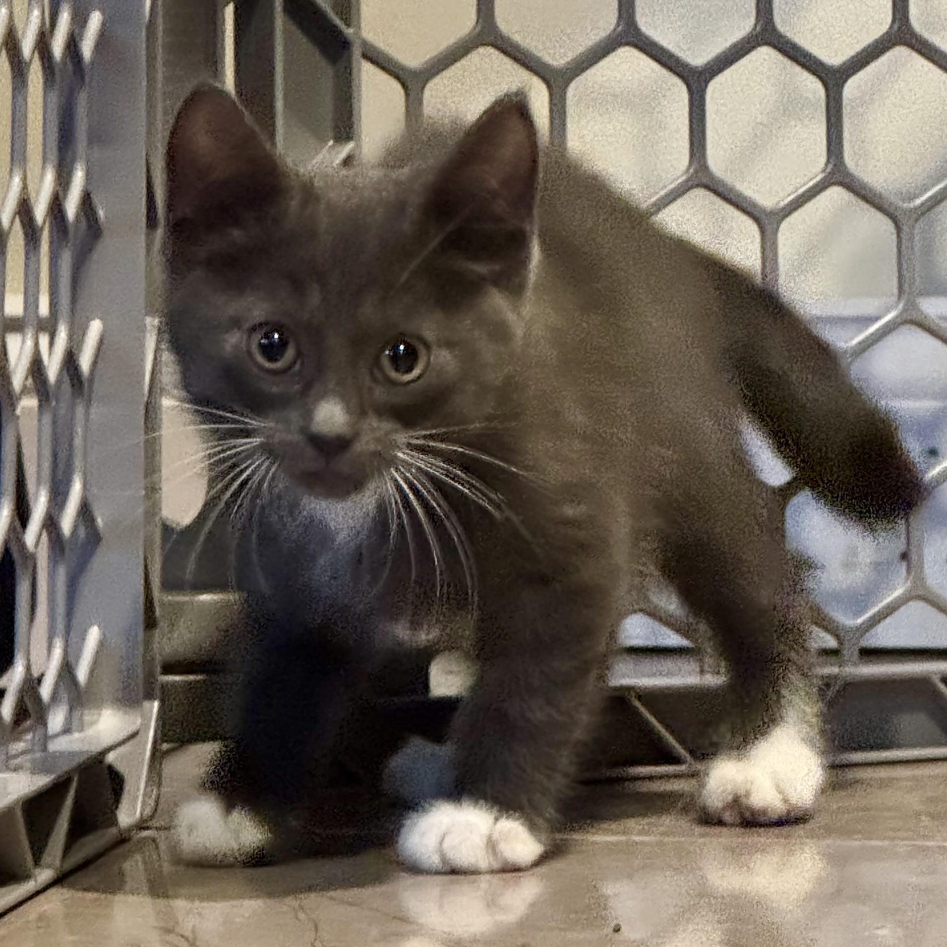 Slate, a Adoptable Domestic Short Hair in East Amherst, NY image 4/5