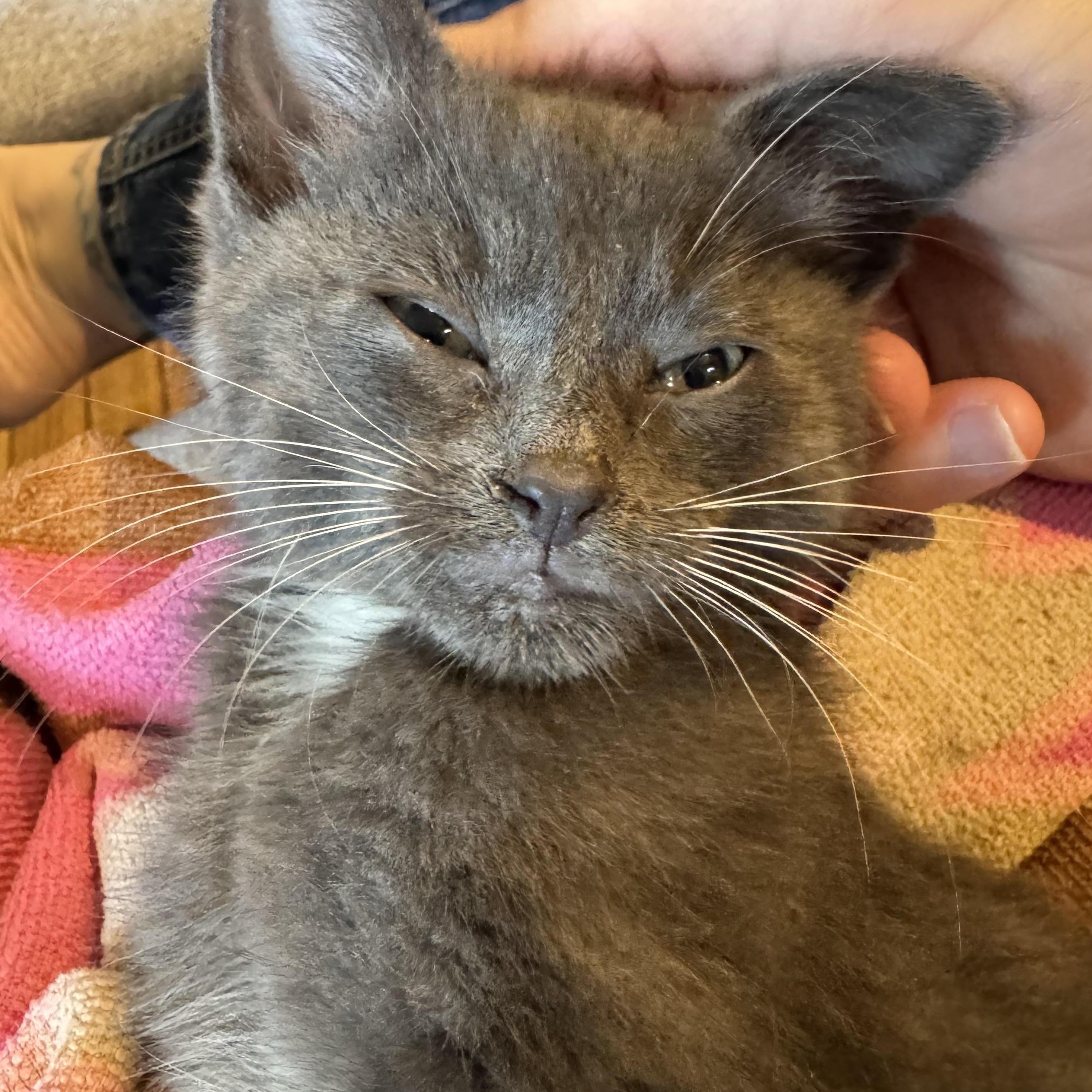 Slate, a Adoptable Domestic Short Hair in East Amherst, NY image 2/5
