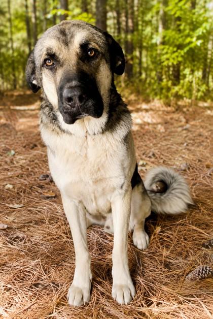 Enlarge Max, a Adoptable mixed breed in Guntersville, AL image 1/1