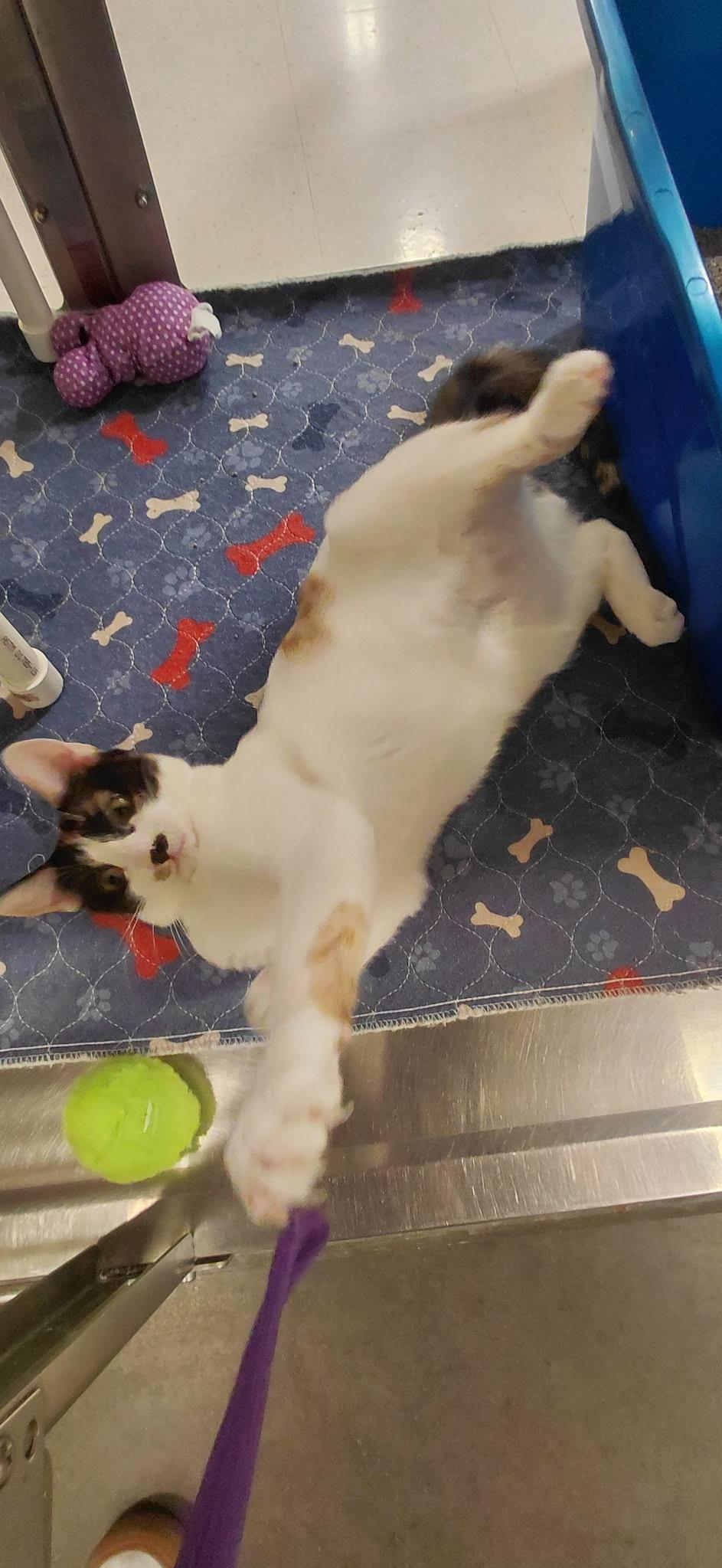 Enlarge Dasiy, a Adoptable Calico in Tracy, CA image 2/3