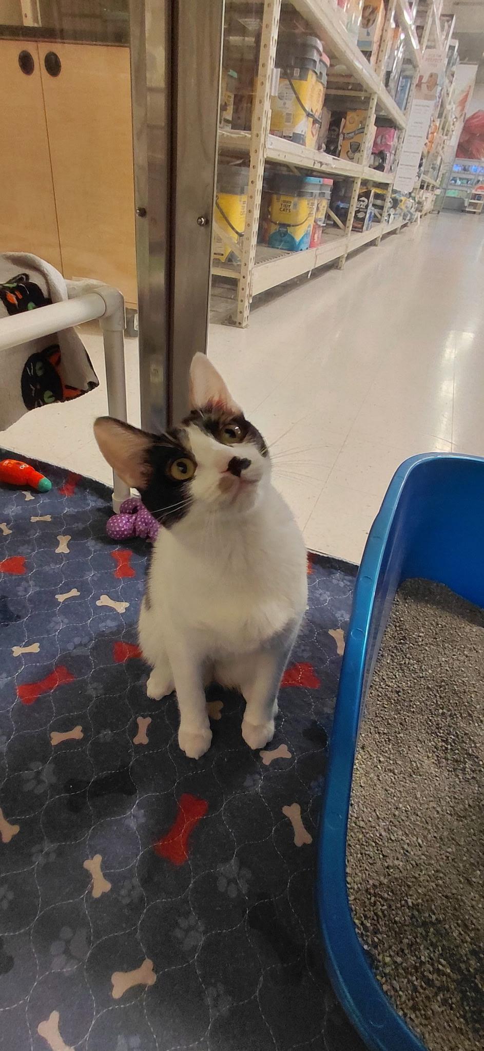 Enlarge Dasiy, a Adoptable Calico in Tracy, CA image 3/3