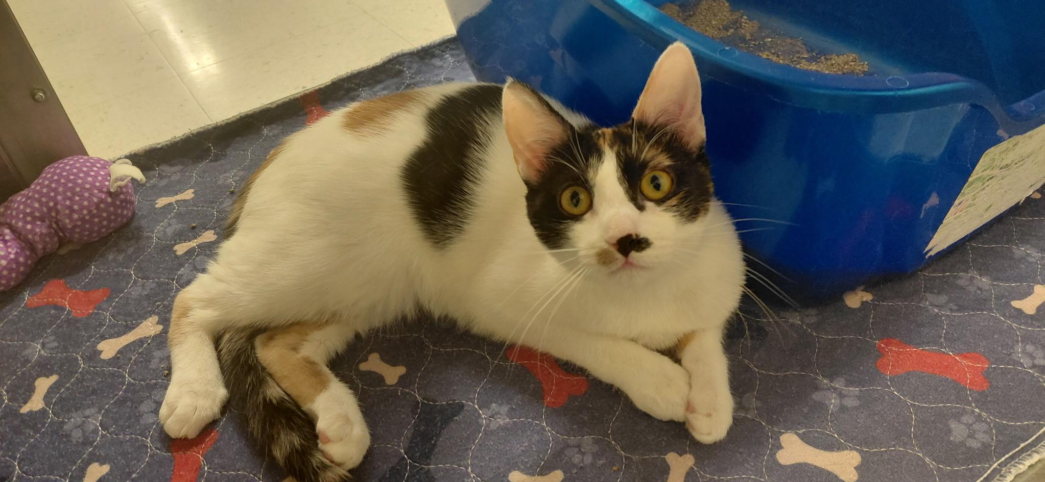 Enlarge Dasiy, a Adoptable Calico in Tracy, CA image 1/3