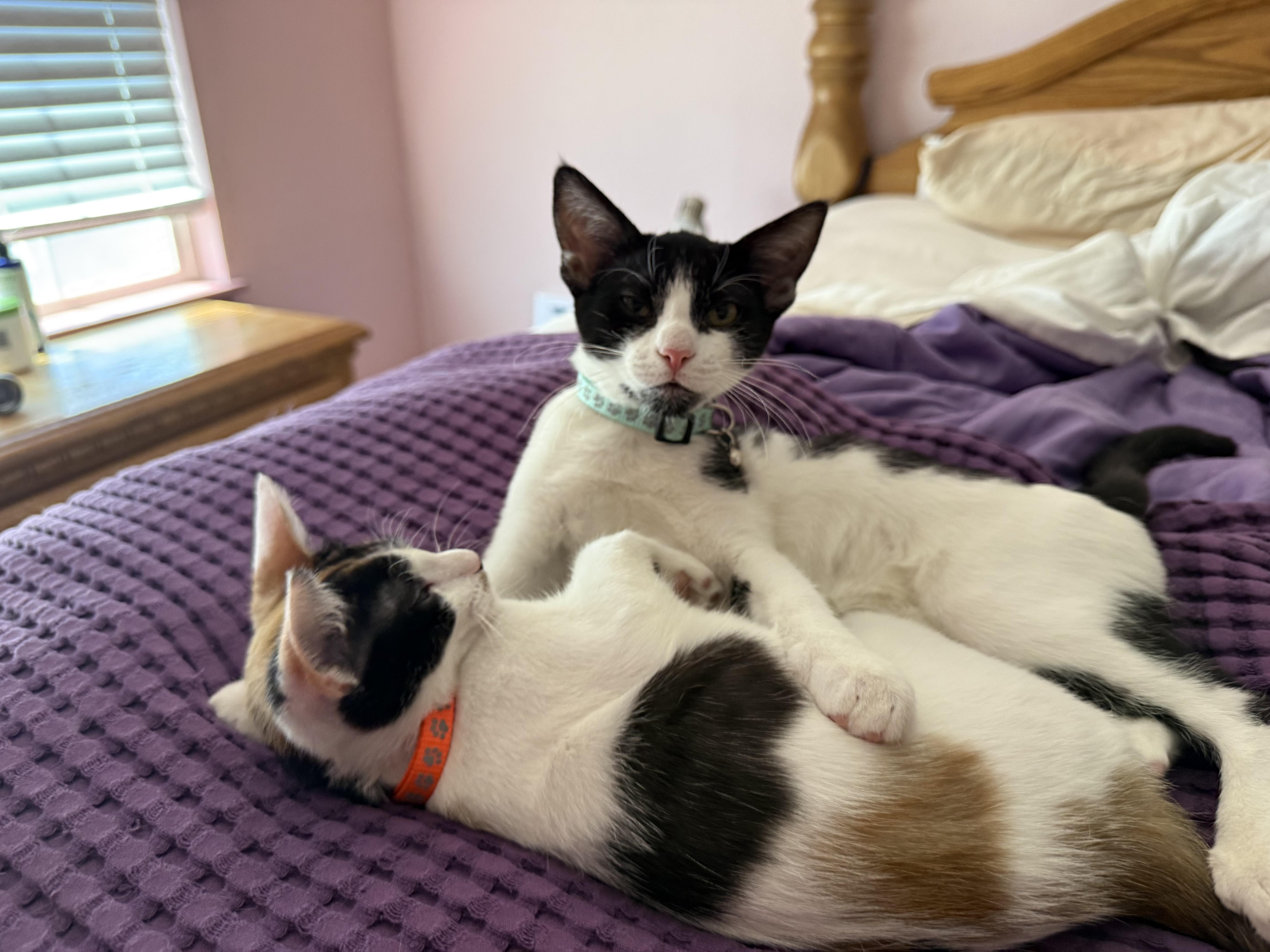 Dasiy, ADOPTABLE, Kitten Female Calico.