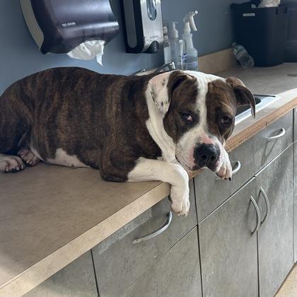 Triscuit, Adoptable, Adult Female Pit Bull Terrier & Mixed Breed.