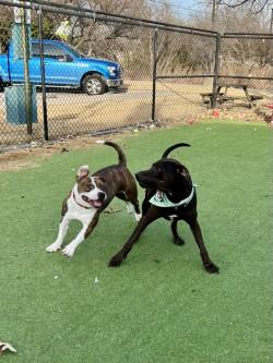 Triscuit, a Adoptable mixed breed in Farmers Branch, TX image 1/3