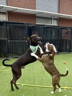 Triscuit, a Adoptable mixed breed in Farmers Branch, TX image 2/3