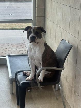 Enlarge Triscuit, a Adoptable mixed breed in Farmers Branch, TX image 1/1