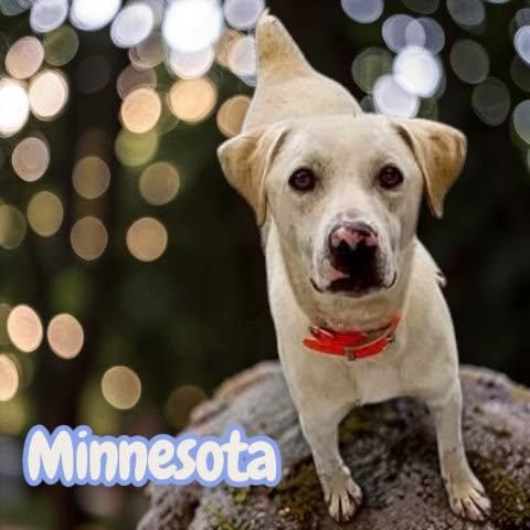 Enlarge Minnesota - "Mini-Labrador" - playful, sweet, fun, cuddly, a Adoptable mixed breed in Harrisburg, PA image 2/4