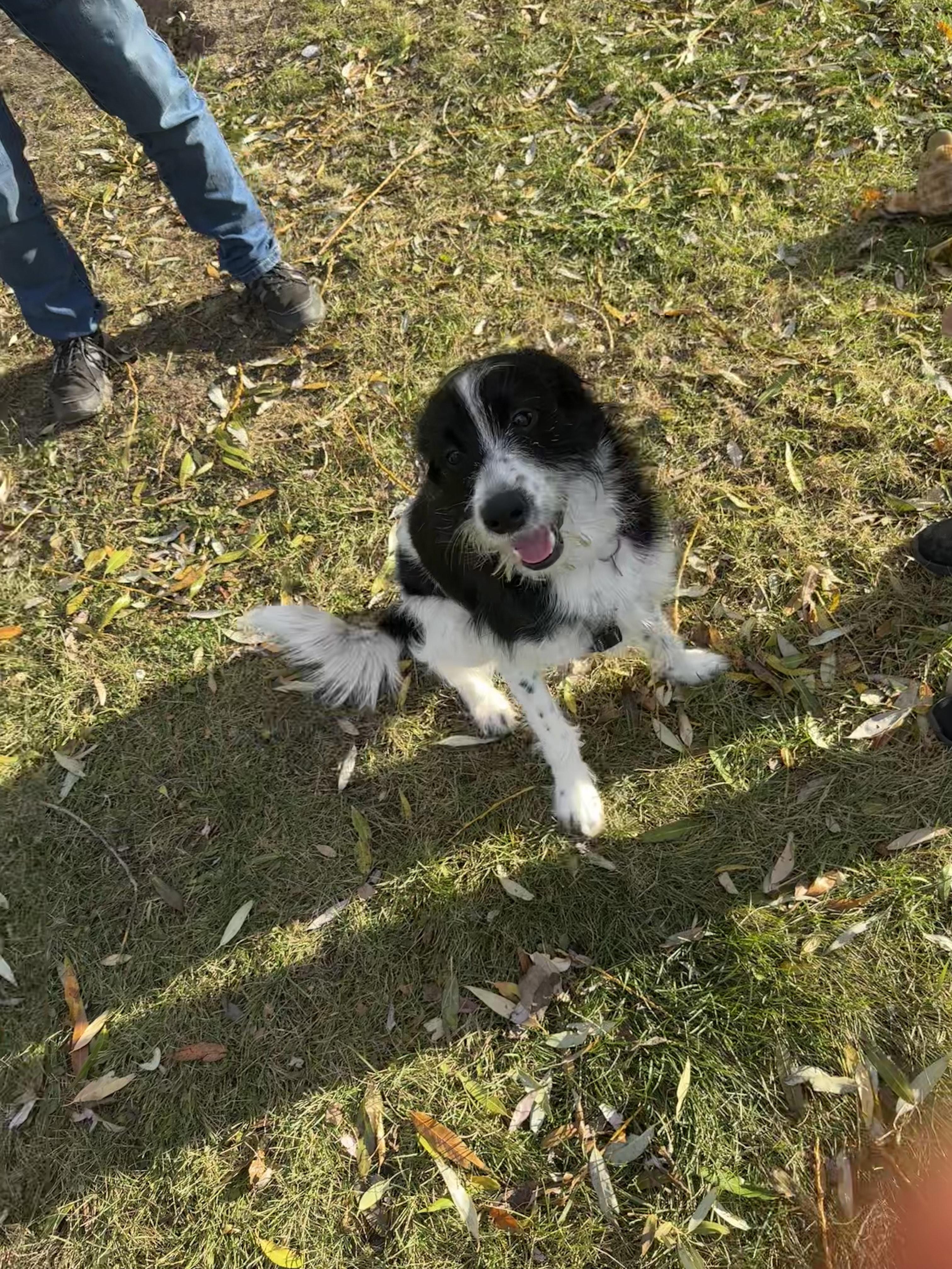 Buddy, an adoptable English Springer Spaniel in Winnipeg, MB, R2C 3A4 | Photo Image 3