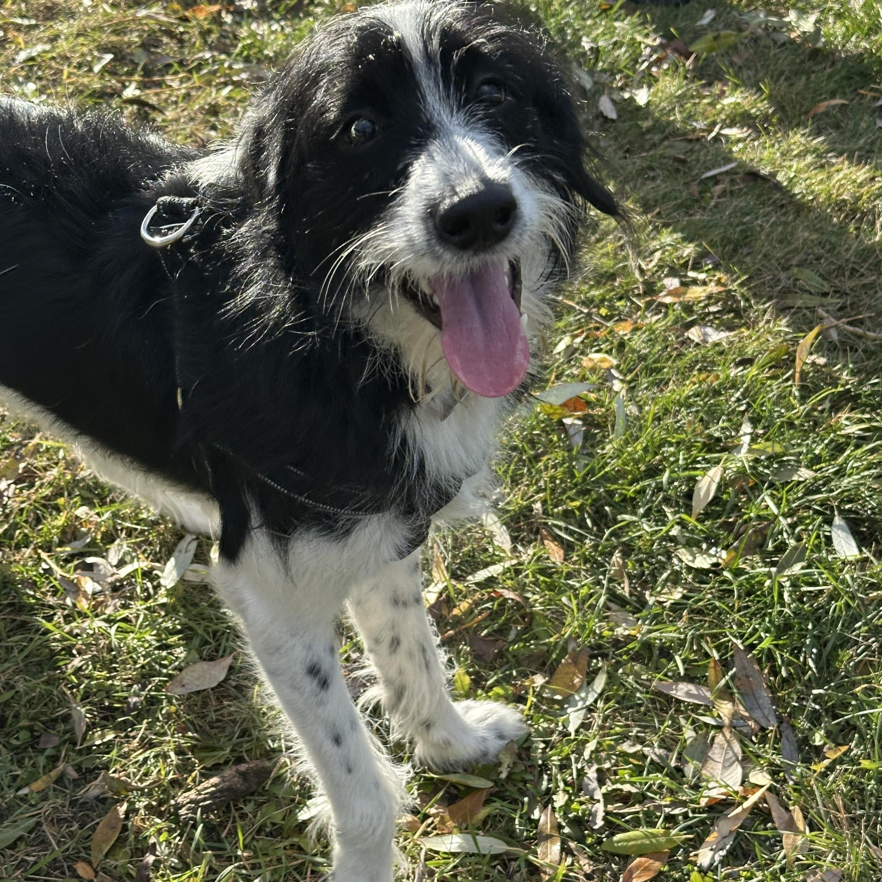 Buddy, an adoptable English Springer Spaniel in Winnipeg, MB, R2C 3A4 | Photo Image 2