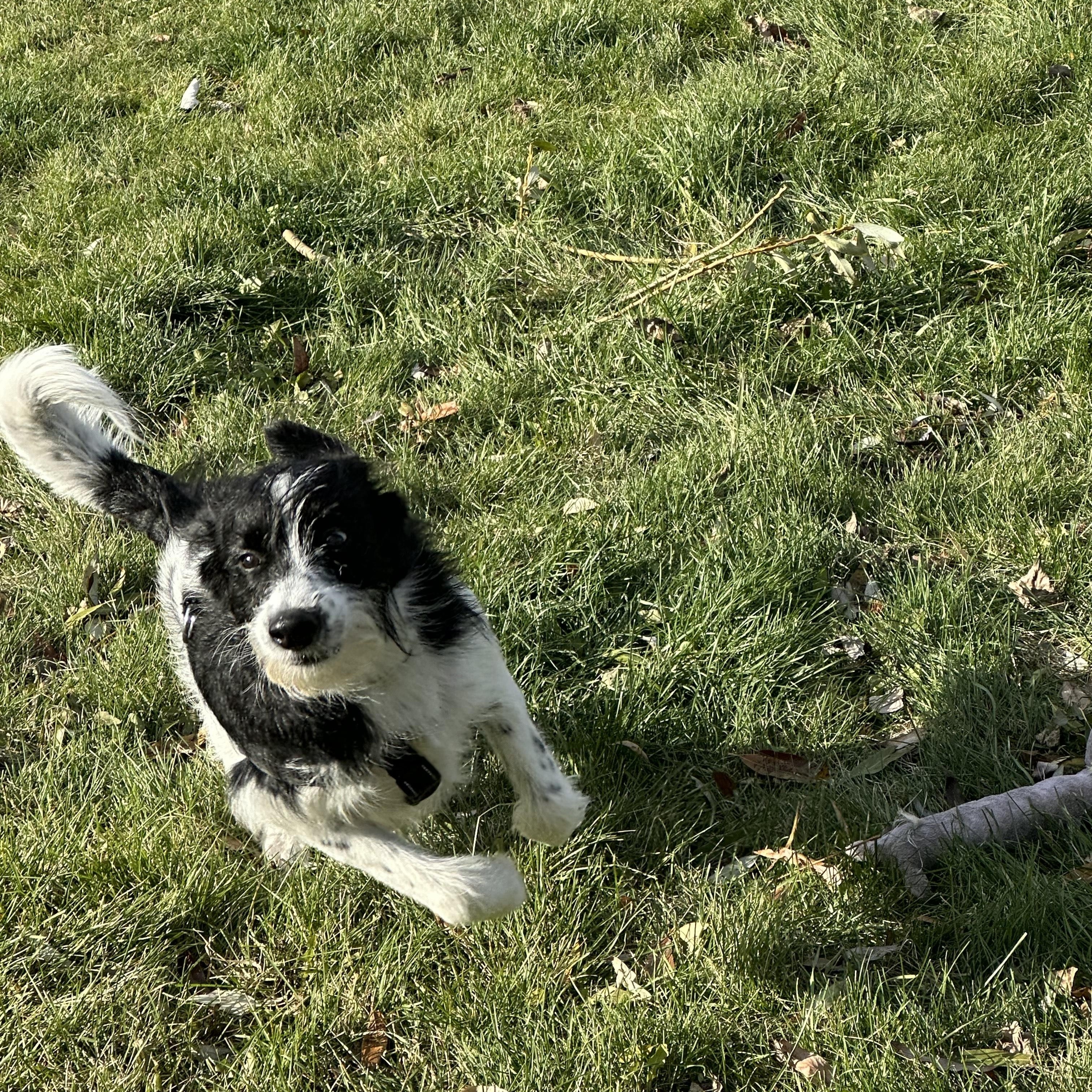 Buddy, an adoptable English Springer Spaniel in Winnipeg, MB, R2C 3A4 | Photo Image 4
