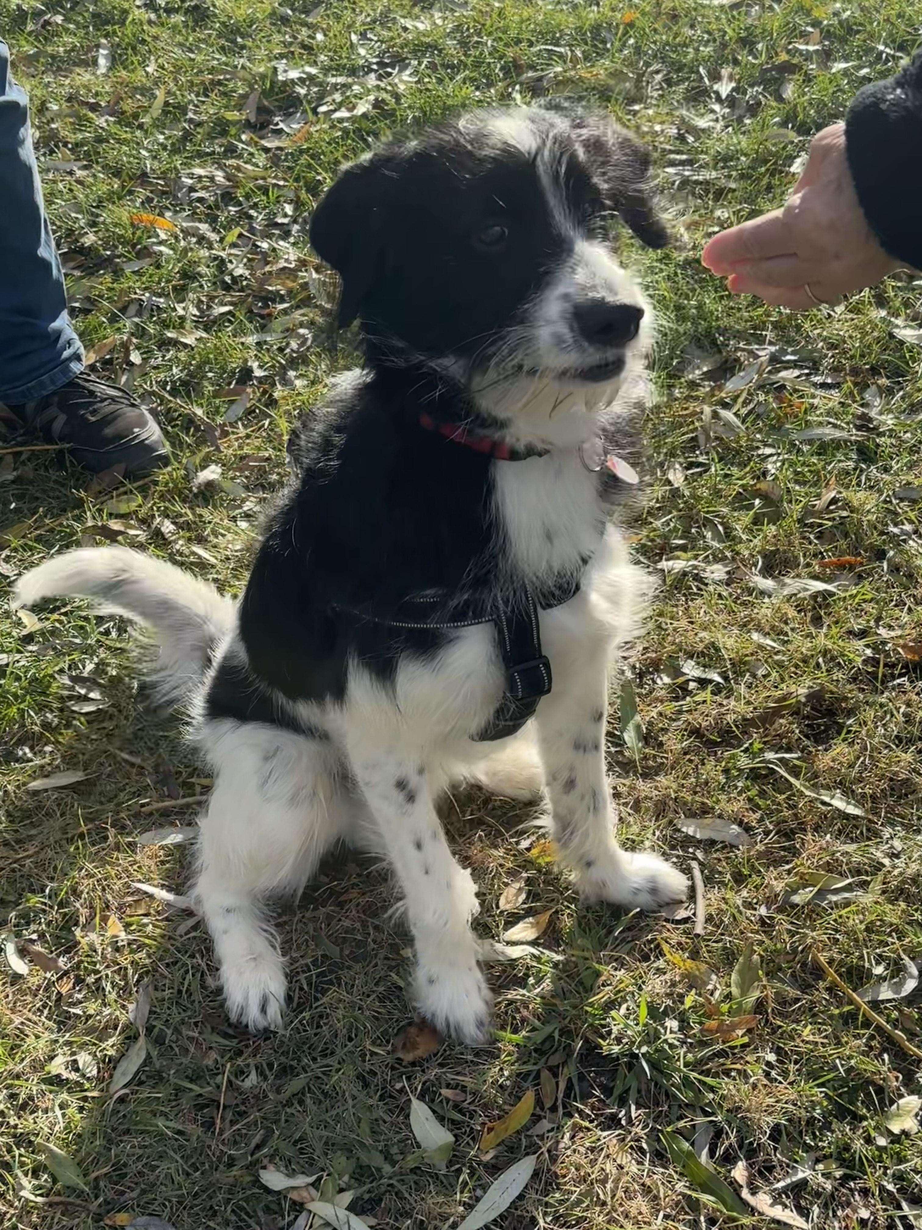 Buddy, an adoptable English Springer Spaniel in Winnipeg, MB, R2C 3A4 | Photo Image 1