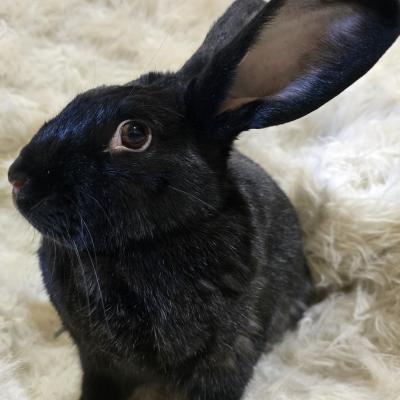 Circe, Adoptable, Adult Female New Zealand.