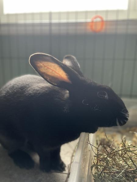 Enlarge Circe, a Adoptable New Zealand in Kalamazoo, MI image 1/4