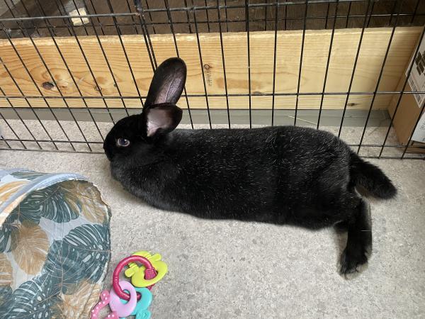 Enlarge Circe, a Adoptable New Zealand in Kalamazoo, MI image 2/4