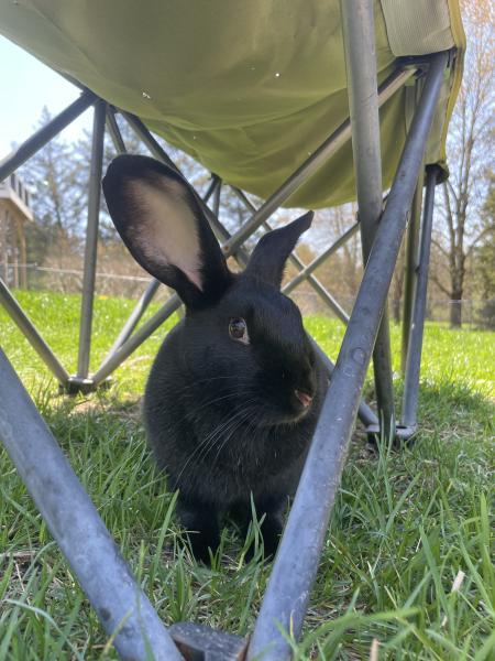 Enlarge Circe, a Adoptable New Zealand in Kalamazoo, MI image 3/4