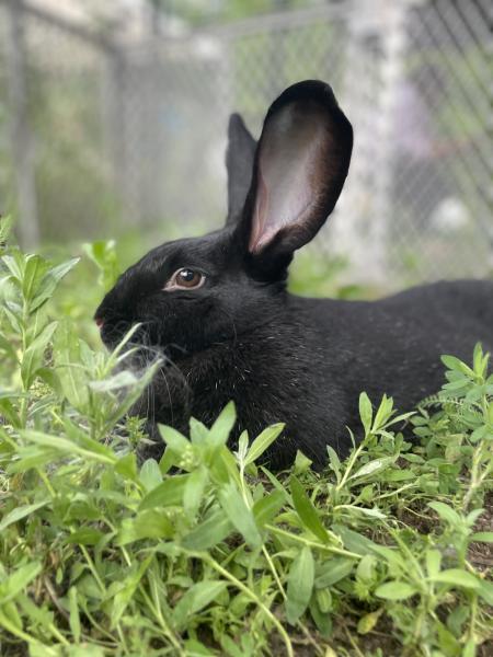 Enlarge Circe, a Adoptable New Zealand in Kalamazoo, MI image 4/4