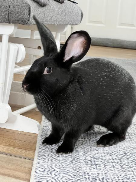 Circe, a Adoptable New Zealand in Kalamazoo, MI image 4/4