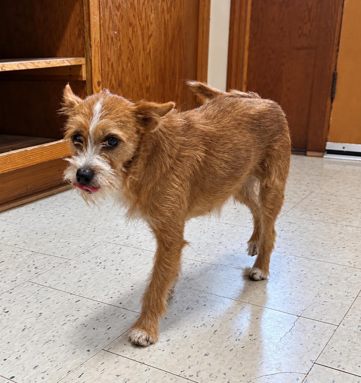 Ethel, Adoptable, Young Female Terrier.