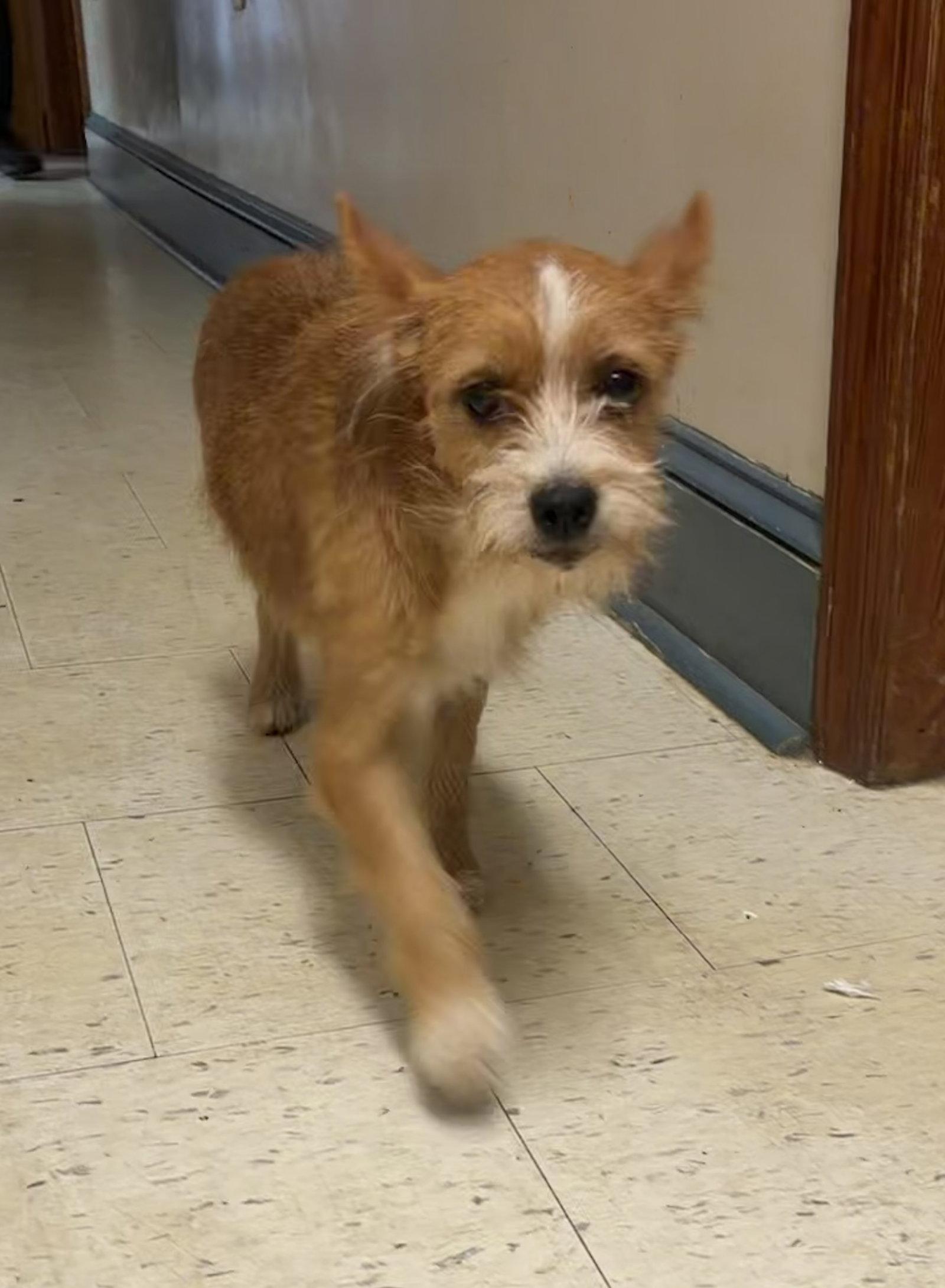 Enlarge Ethel, a Adoptable Terrier in Raleigh, NC image 2/3