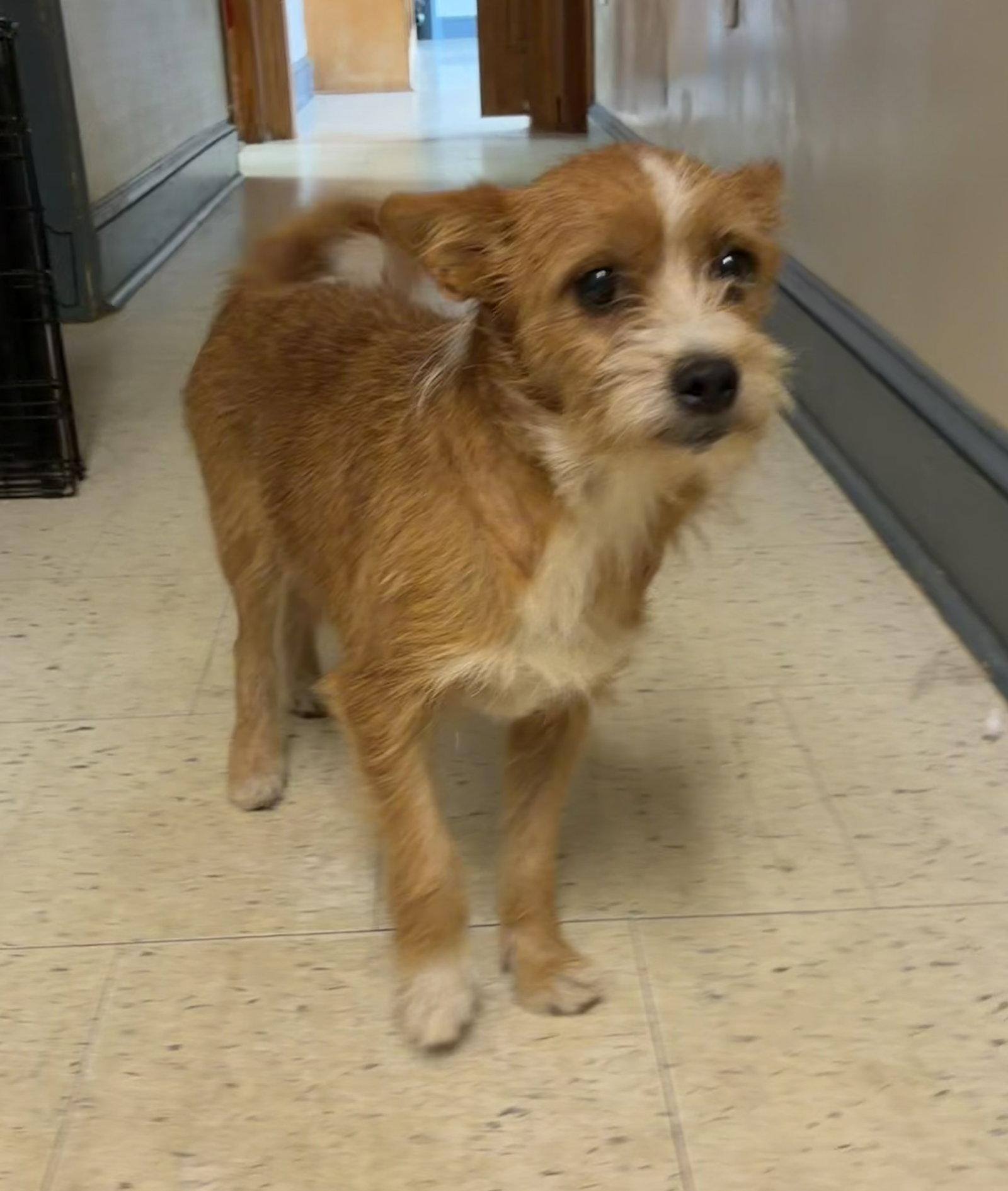 Enlarge Ethel, a Adoptable Terrier in Raleigh, NC image 3/3