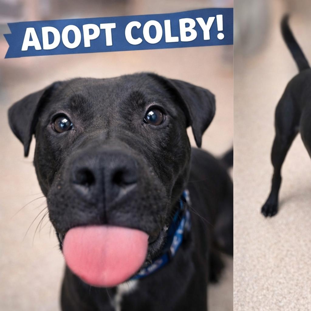 Enlarge Colby now Roo, a ADOPTABLE mixed breed in Sunderland, MD image 1/1