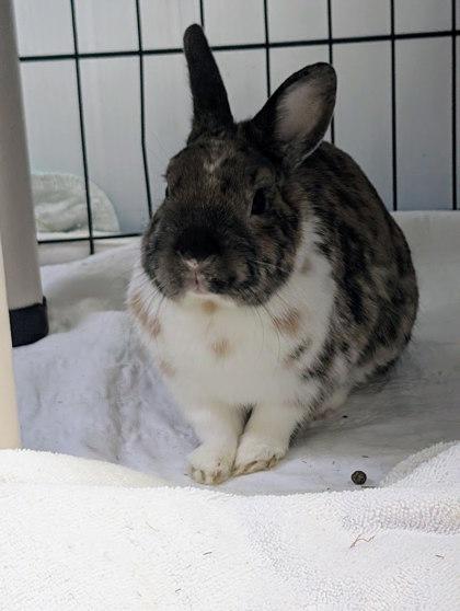 Gus, Adoptable, Adult Male Rex.