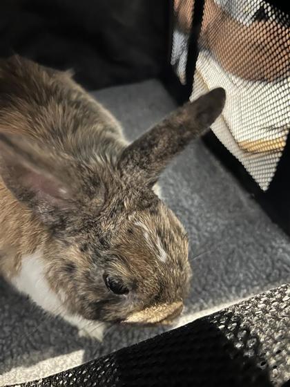 Gus, Adoptable, Adult Male Rex.