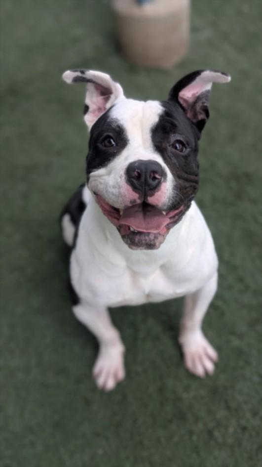 PLAY DOH, Adoptable, Young Male Staffordshire Bull Terrier & Mixed Breed.