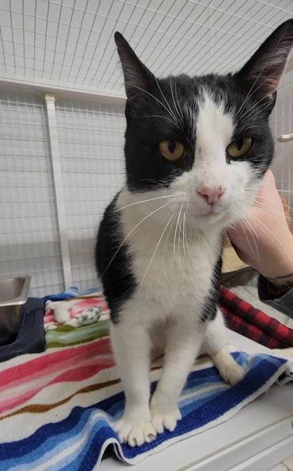 Pongo, Adoptable, Adult Male Domestic Short Hair & Domestic Short Hair.