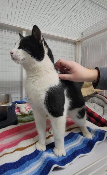 Enlarge Pongo, a Adoptable mixed breed in Elmira, NY image 2/2