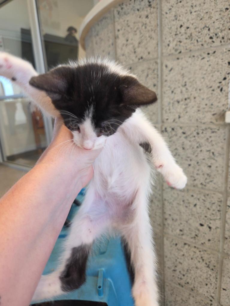 Enlarge A.J., a Adoptable mixed breed in Bossier City, LA image 1/2