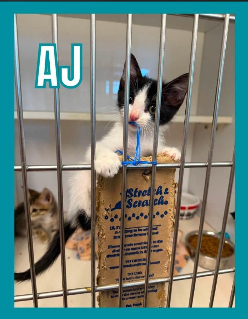 Enlarge A.J., a Adoptable mixed breed in Bossier City, LA image 2/2