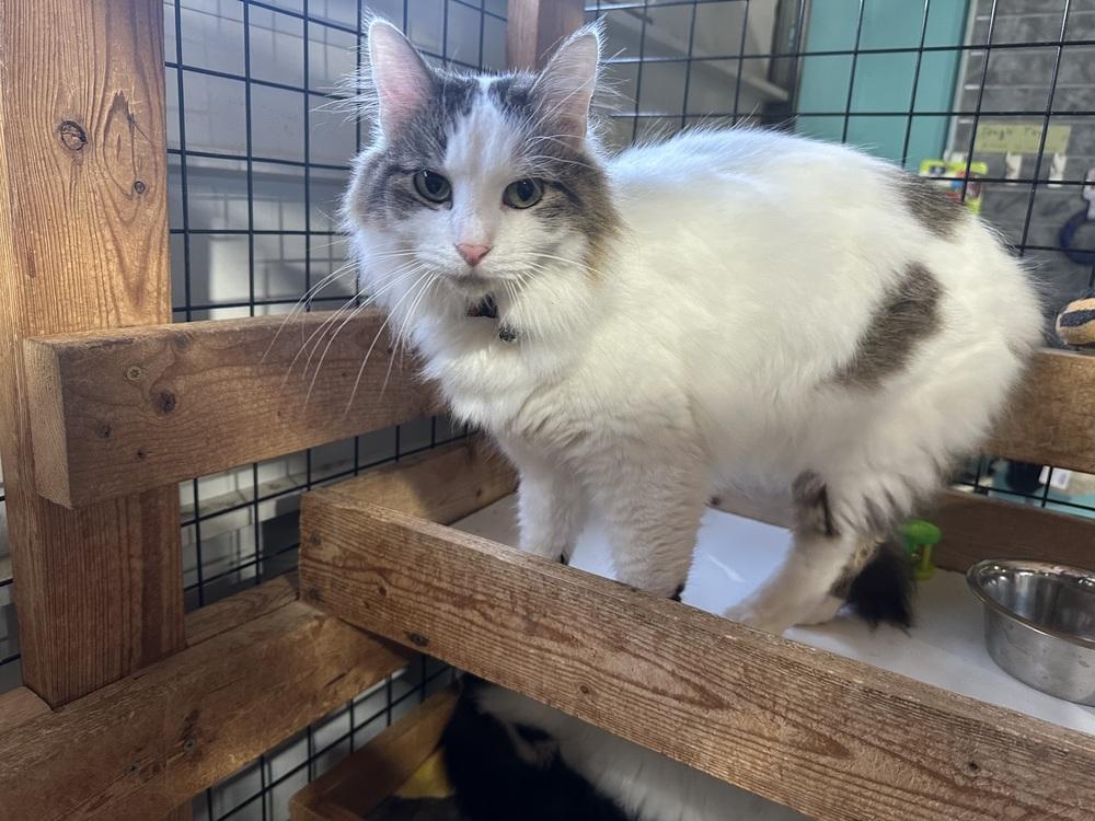 Enlarge Kit, a Adoptable Domestic Medium Hair in Germantown, OH image 1/2