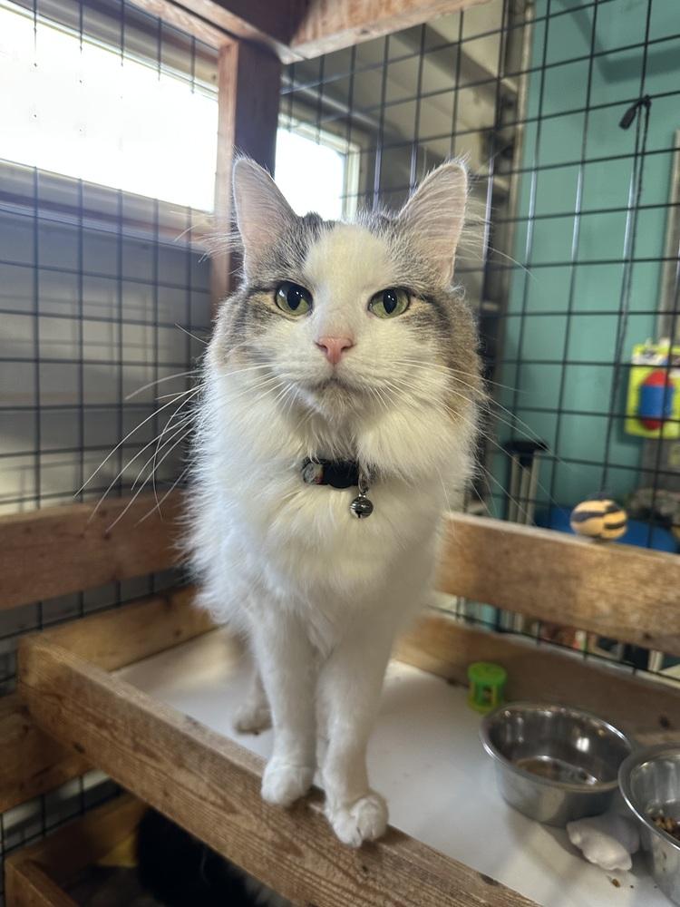 Enlarge Kit, a Adoptable Domestic Medium Hair in Germantown, OH image 2/2