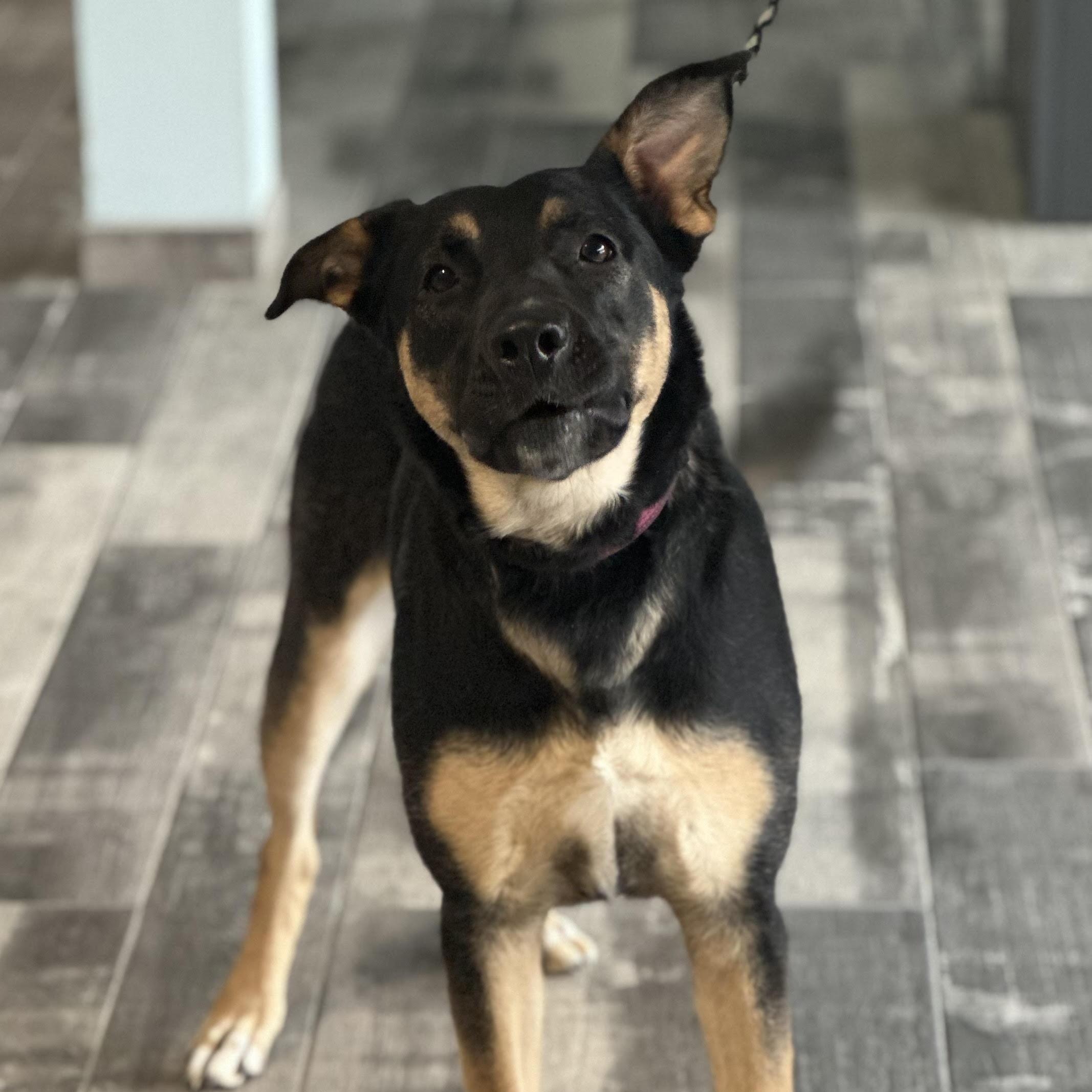 Aria, ADOPTABLE, Adult Female German Shepherd Dog.