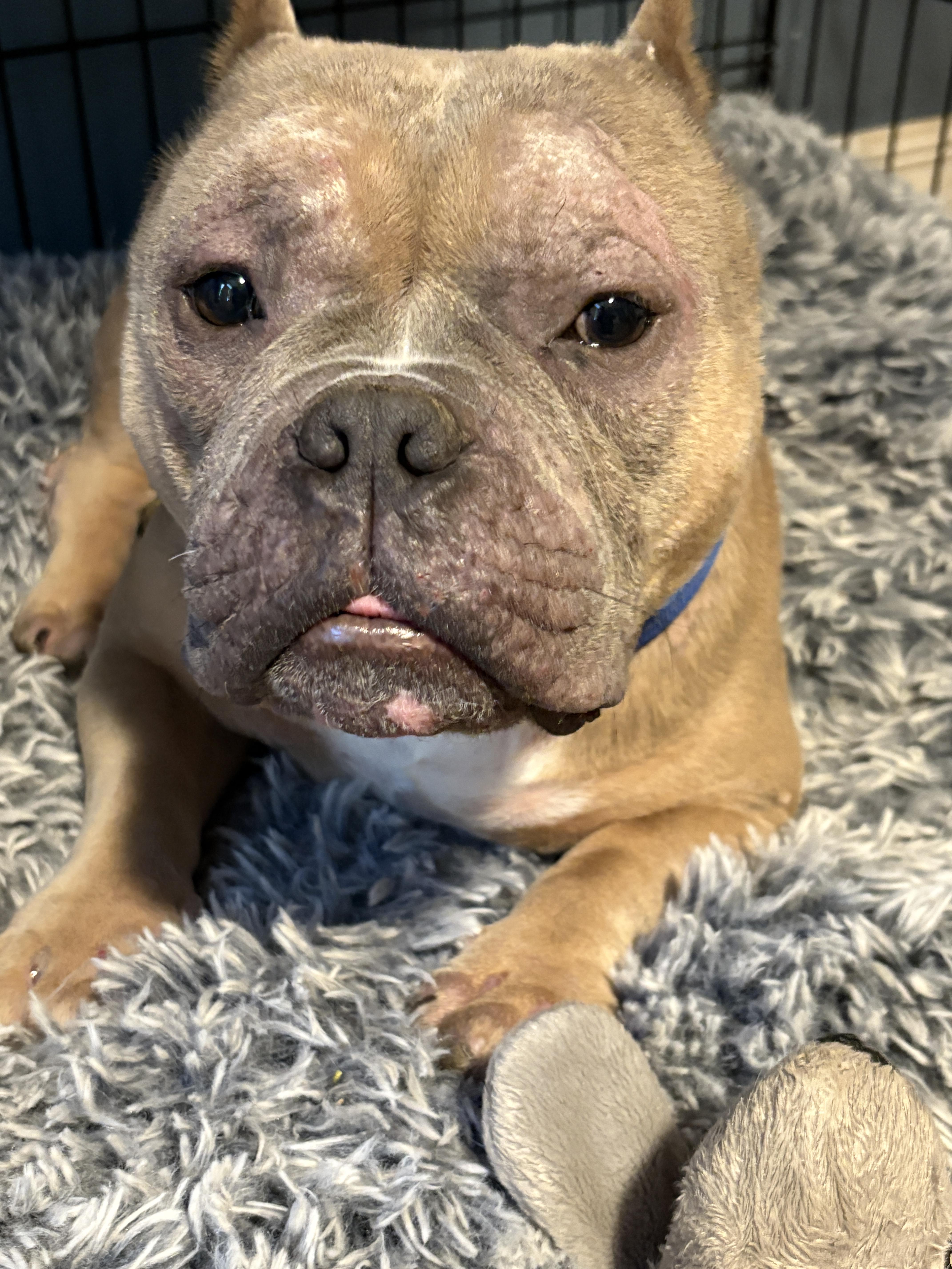 Enlarge Cappy, a Adopted mixed breed in Lakeland, FL image 1/3