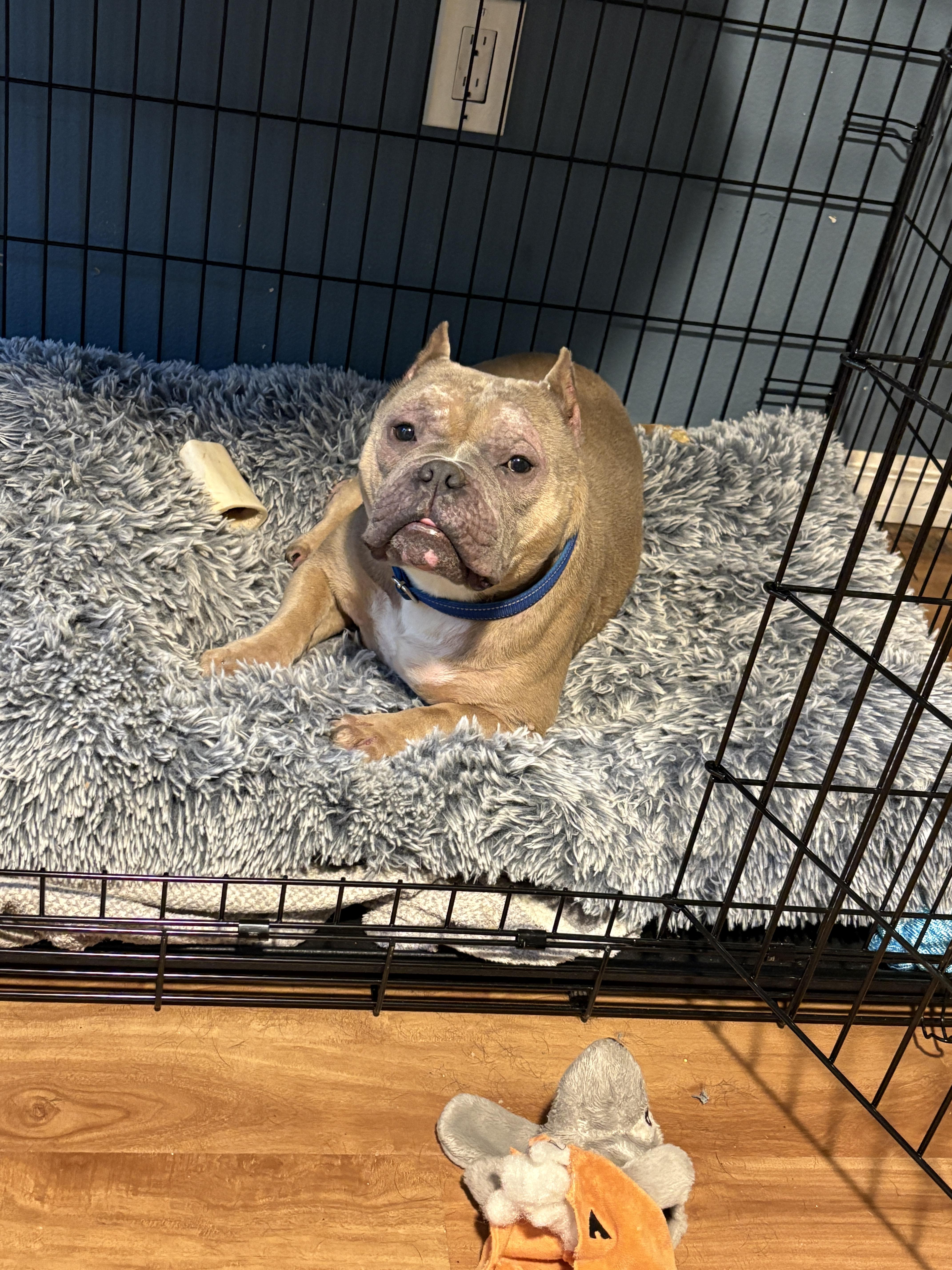 Enlarge Cappy, a Adopted mixed breed in Lakeland, FL image 2/3