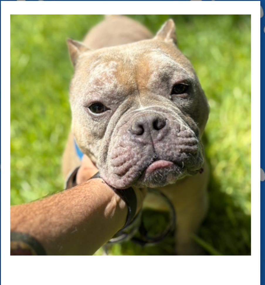 Enlarge Cappy, a Adopted mixed breed in Lakeland, FL image 3/3