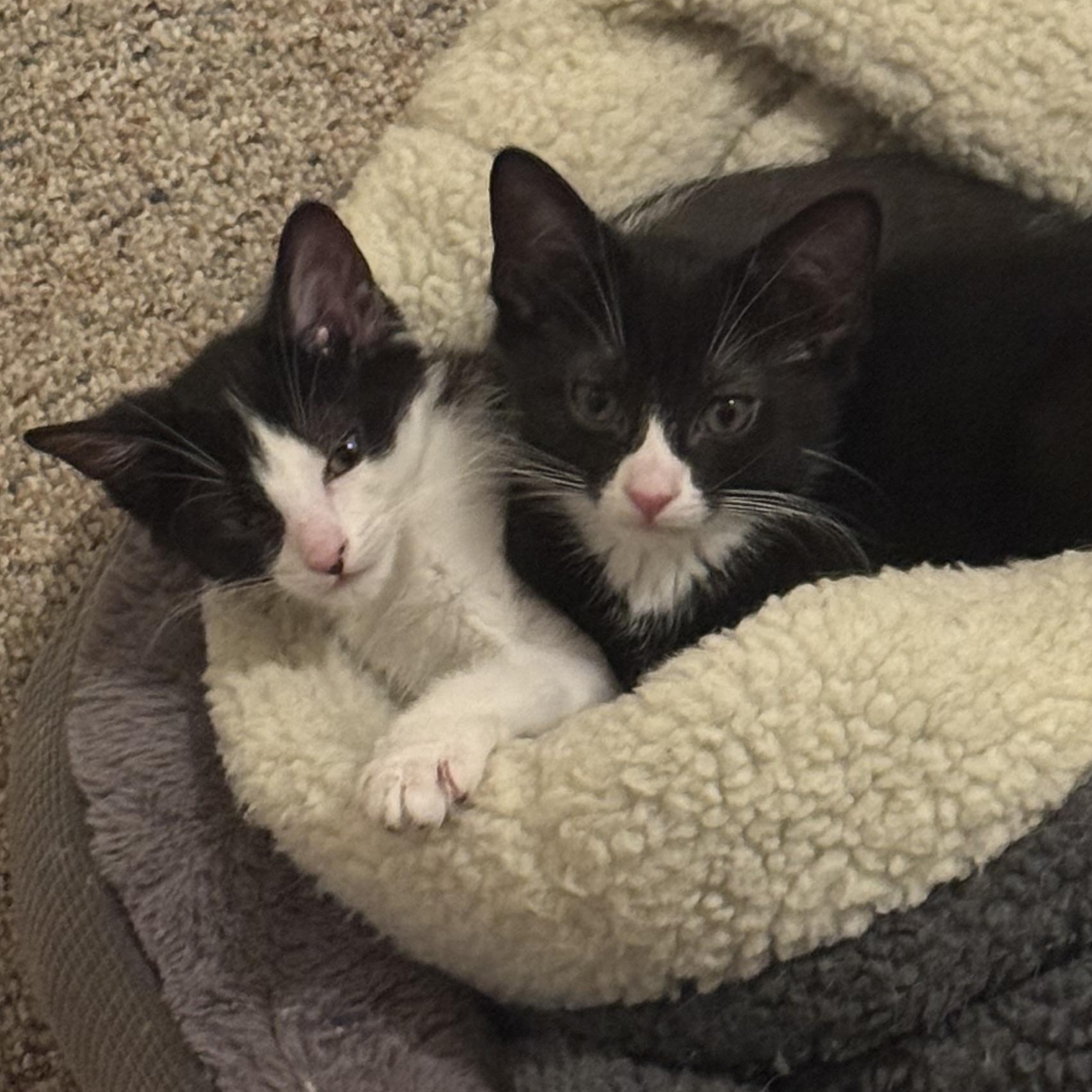 Artemis & Sputnik, Adoptable, Kitten Male Tuxedo & Domestic Short Hair.