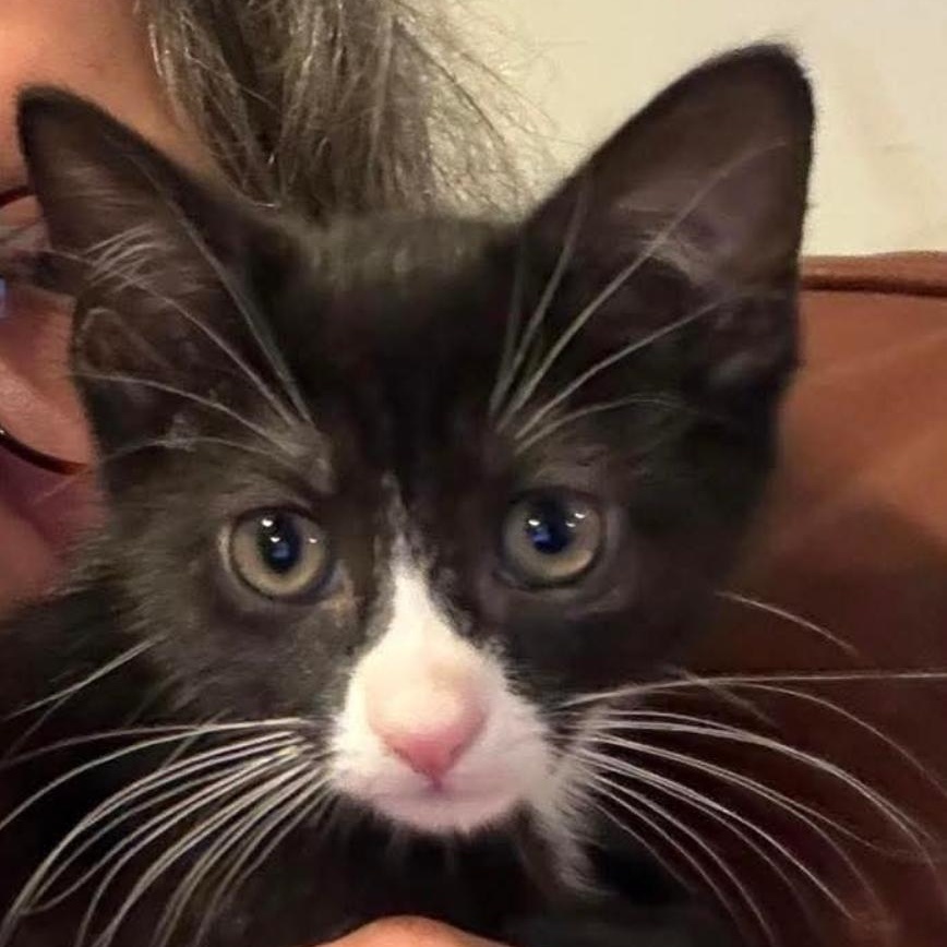 Enlarge Artemis & Sputnik, a Adoptable mixed breed in Hyattsville, MD image 5/6