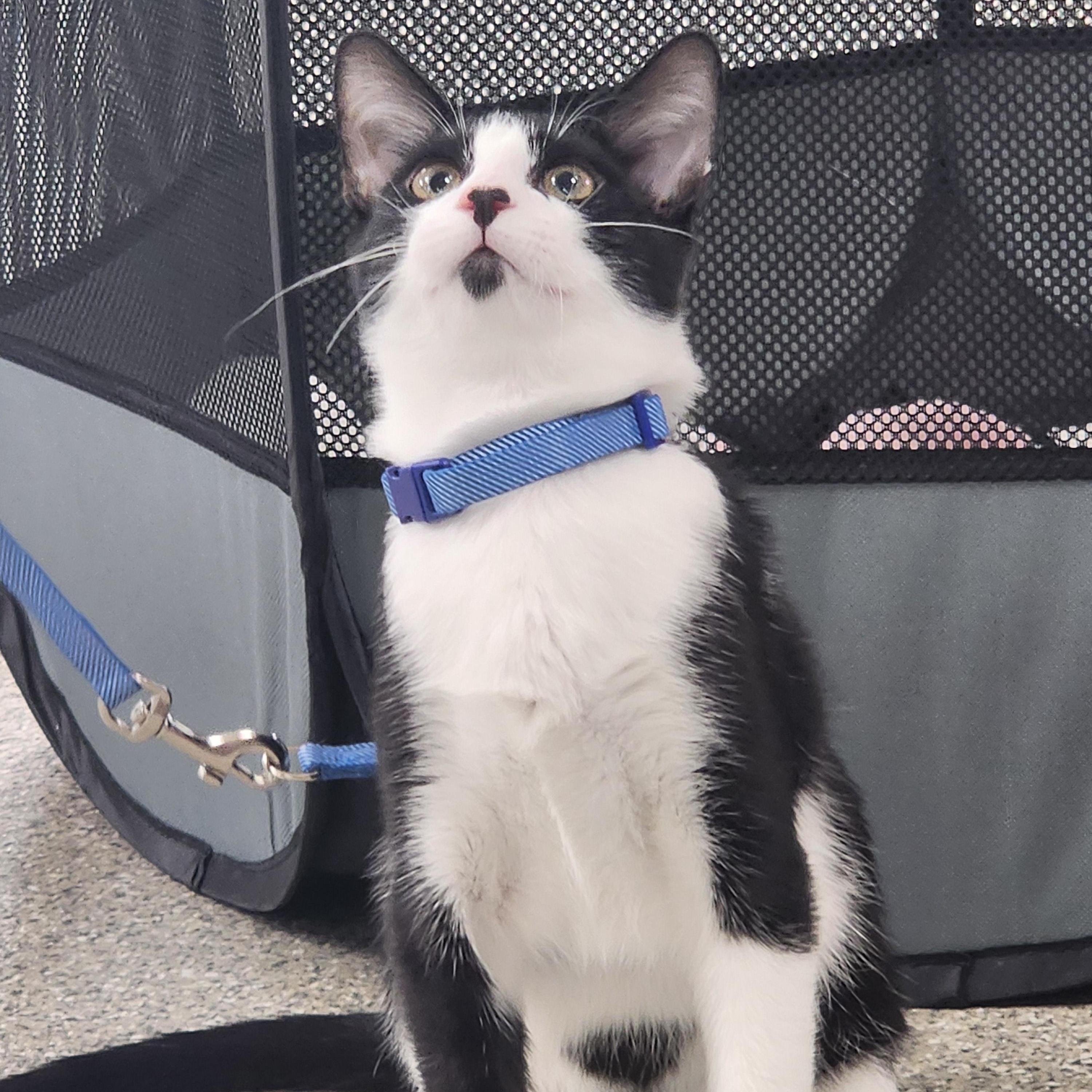 Artemis & Sputnik, a Adoptable mixed breed in Hyattsville, MD image 5/6