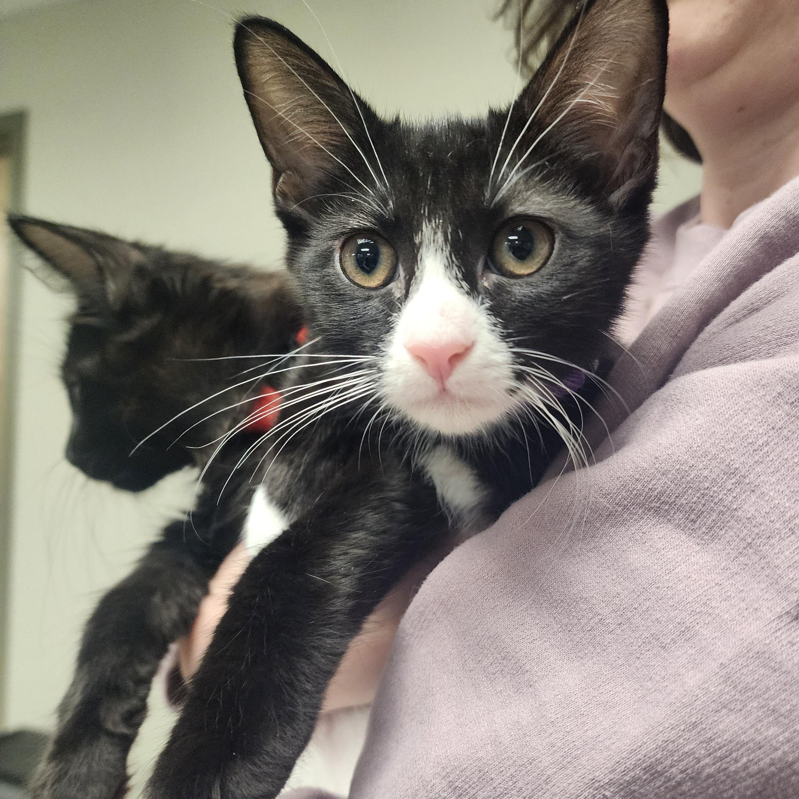 Artemis & Sputnik, a Adoptable mixed breed in Hyattsville, MD image 6/6