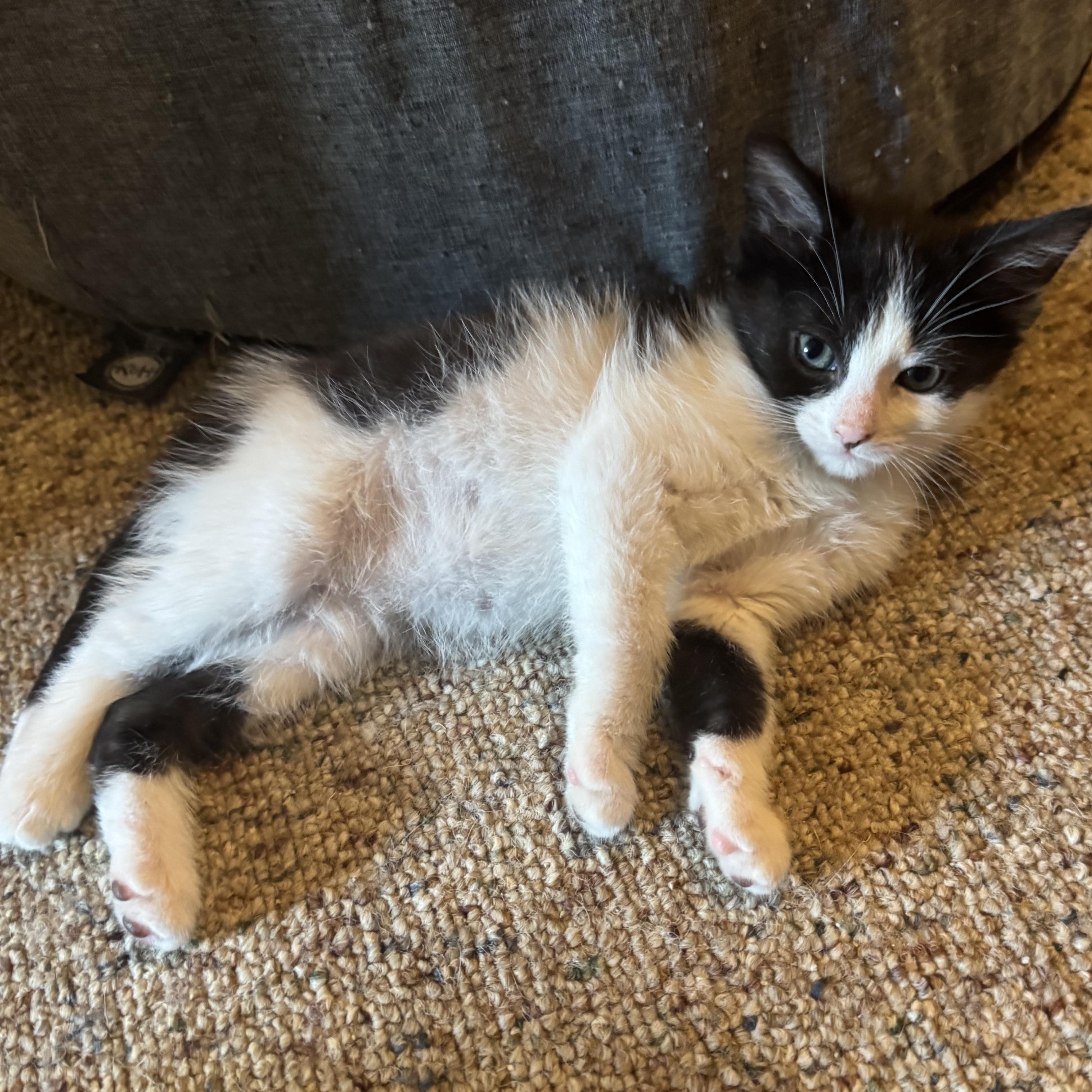 Enlarge Artemis & Sputnik, a Adoptable mixed breed in Hyattsville, MD image 4/6